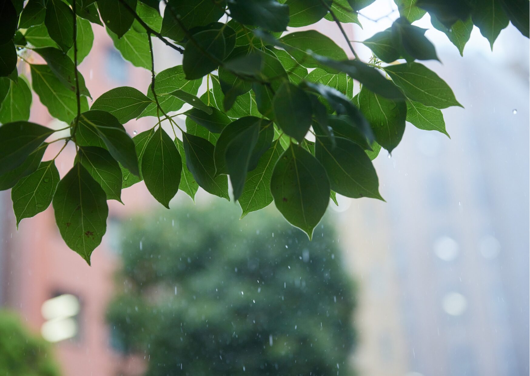 雨の日こそ、静けさを楽しむ時間